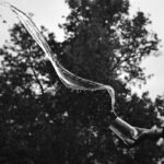 A black and white photograph capturing dynamic movement: water flying outward in a bold, fluid wave from a tilted glass held by a steady hand, set against soft, dark trees.